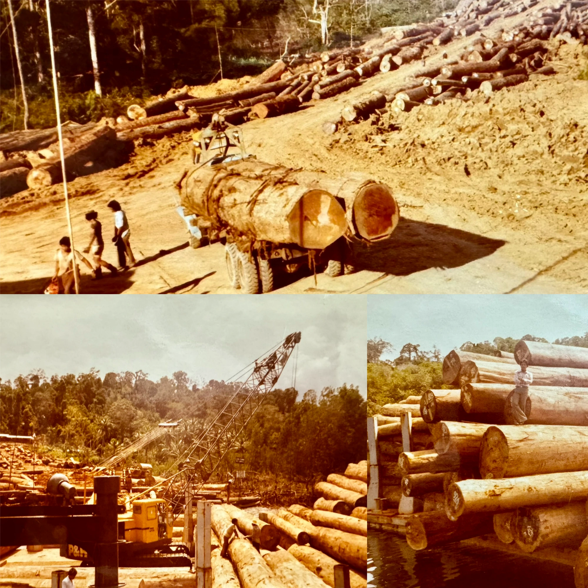 Granted 200,000 hectare of concessions right from the Ministry of Forestry